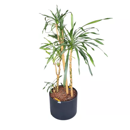YUCCA PALME│Plante d'intérieur ø 40 x H150 cm│Naturelle décorative