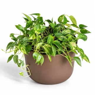 POTHOS DORE│Plante d'intérieur ø 50 x H55 cm│Naturelle décorative