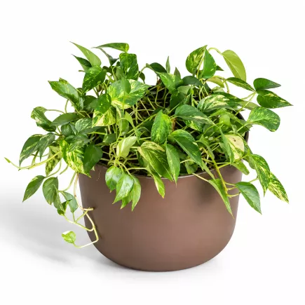 POTHOS DORE│Plante d'intérieur ø 50 x H55 cm│Naturelle décorative