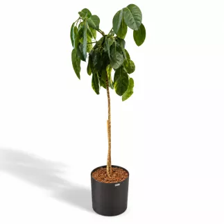 SCHEFFLERA│Plante d'intérieur ø 40 x H185 cm│Naturelle décorative