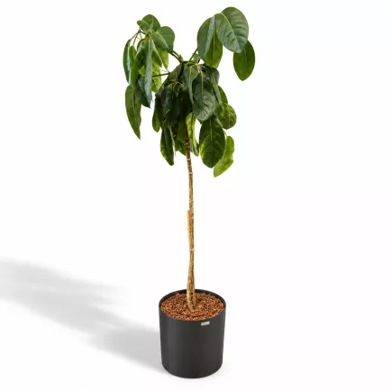 SCHEFFLERA│Plante d'intérieur ø 40 x H185 cm│Naturelle décorative