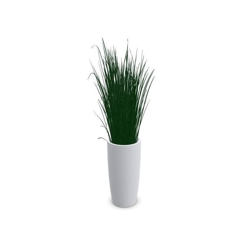 GRAMINEE FOLLE│POT H70cm