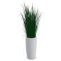 GRAMINEE FOLLE│POT H70cm