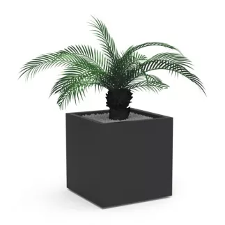 CICAS PALMIER│POT H44cm